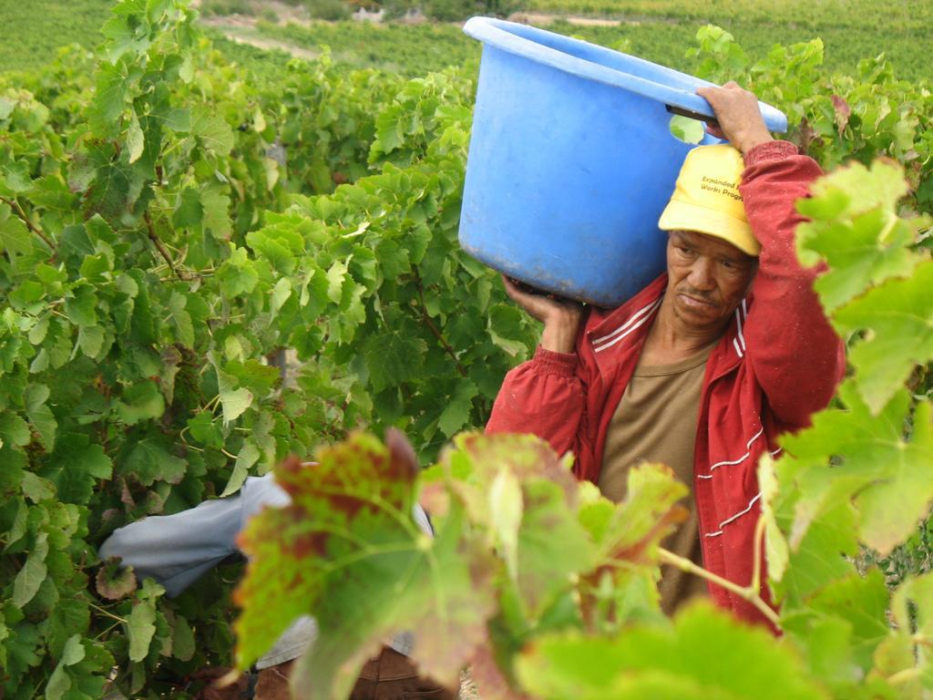 Skilpadvlei Wine Farm Stellenbosch Kültér fotó